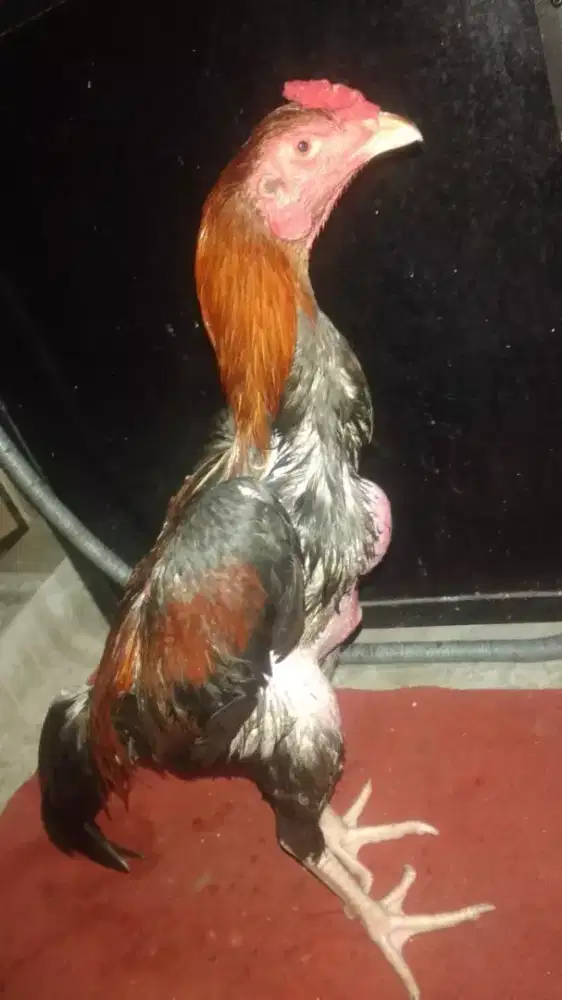 Jual ayam bngkok x pkhoy ukuran jumbo