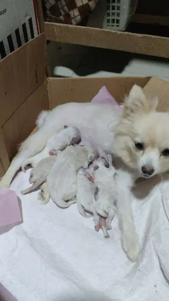 Anak Anjing Pom