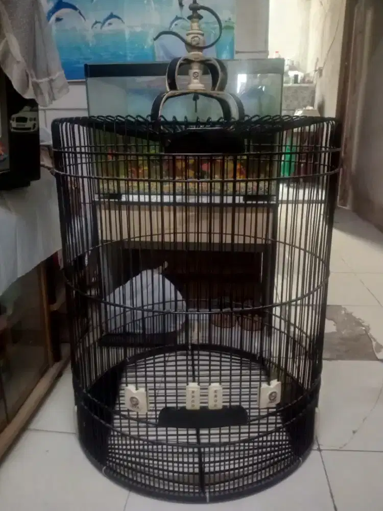 kandang murai no 1 Ebod