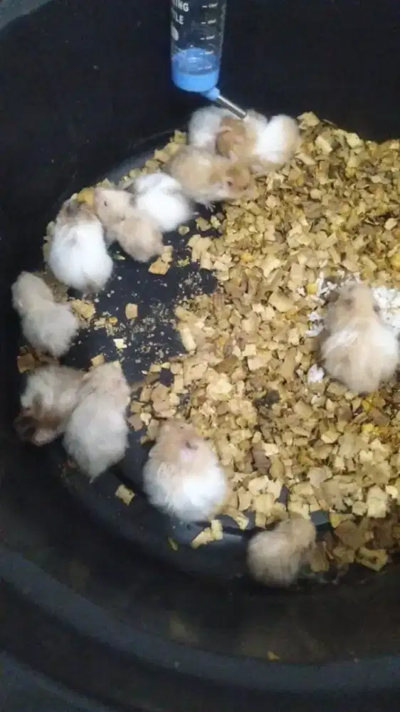 Hamster siryan usia 1,5 smpe 3bln