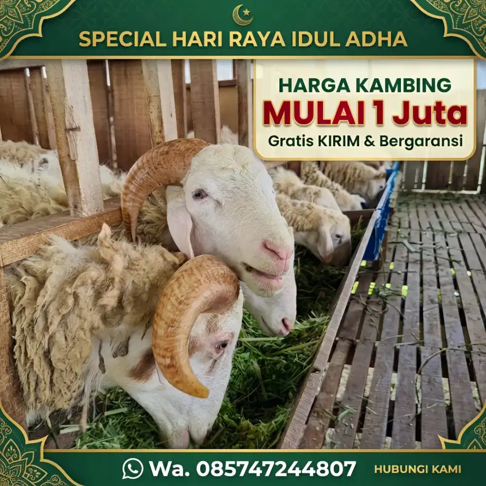 kambing qurban domba termurah sejogja