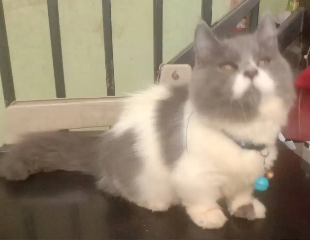 J Pacak Kucing Munchkin BSH Bicolor
