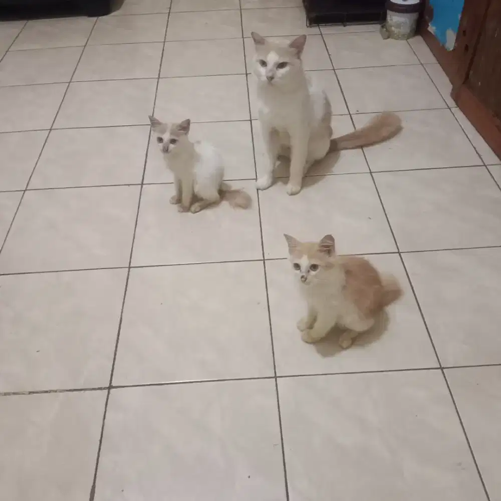 Kucing mixdom free