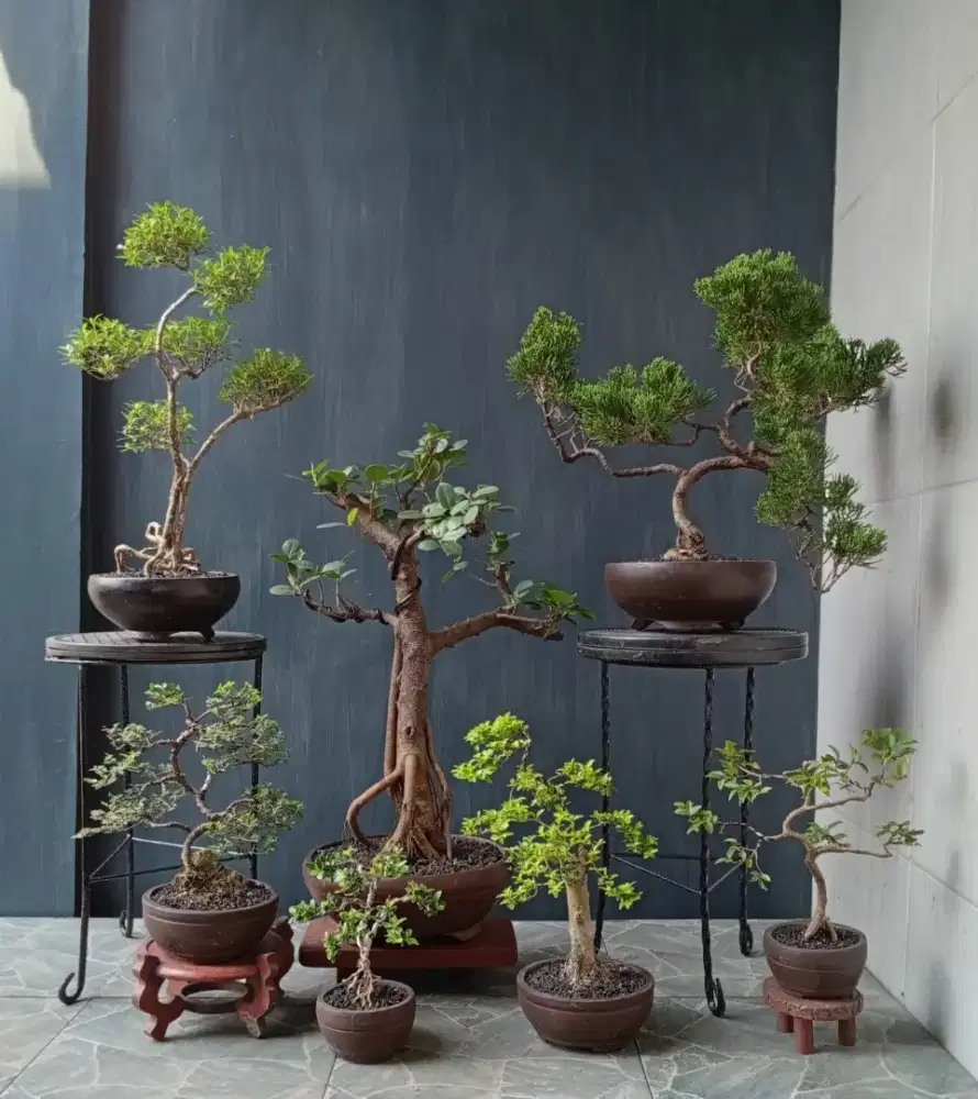 Bonsai hias mini ada 7 pot