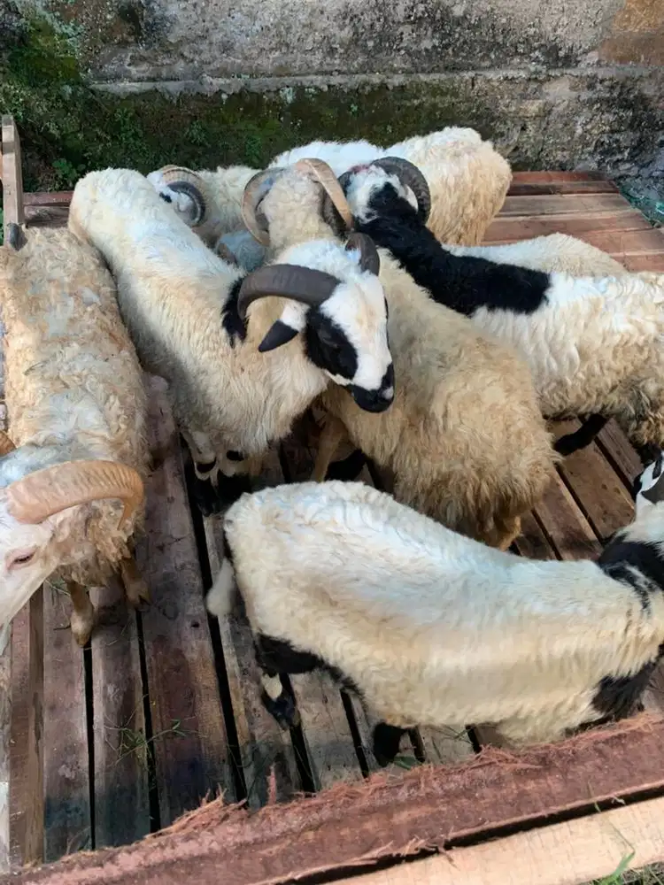 domba garut siap qurban