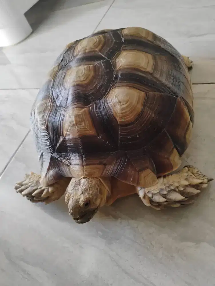Kura kura Sulcata 30cm