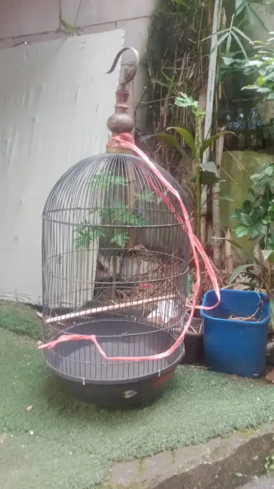 Kandang besi jumbo layak pakai
