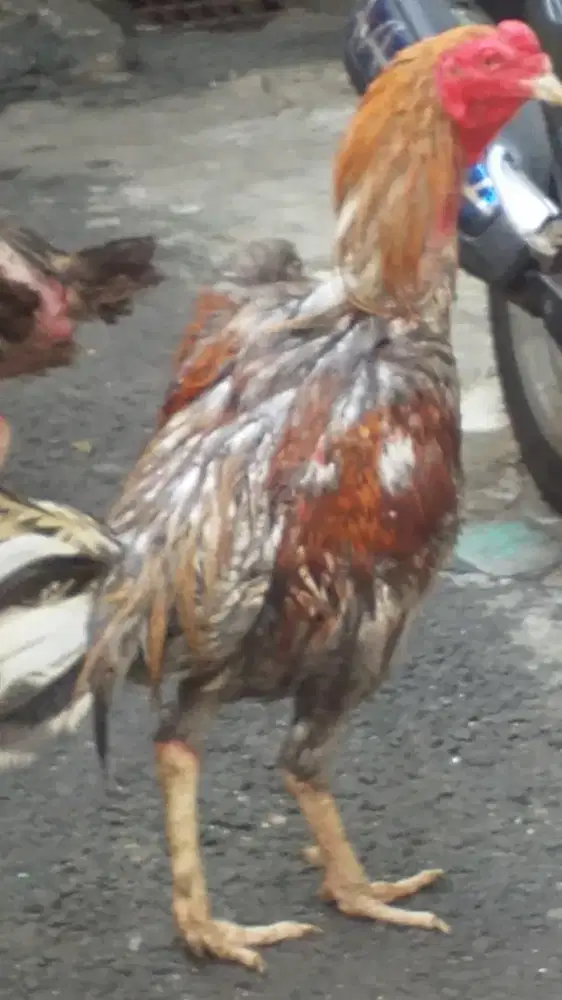 Ayam  Birma  telor biru