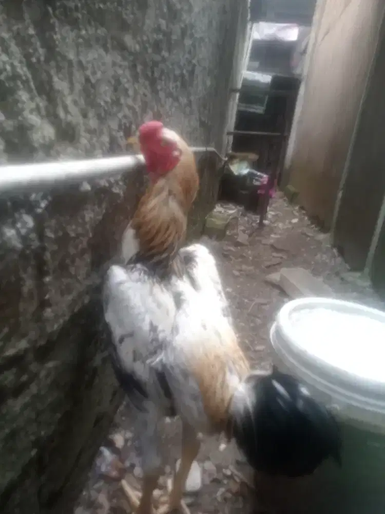 Ayam shamo dan Indio gigante