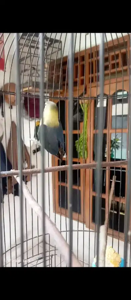 burung love bird gacor parkit sepasang