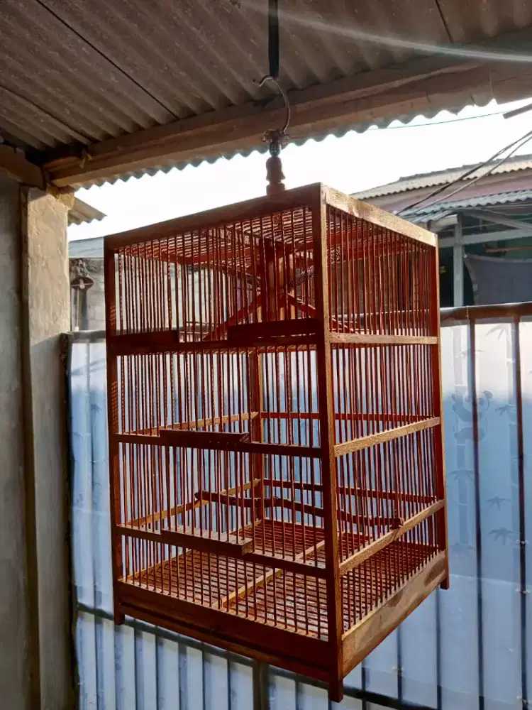 kandang jebak kotak