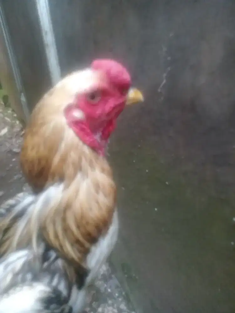 Ayam shamo dan Indio gigante
