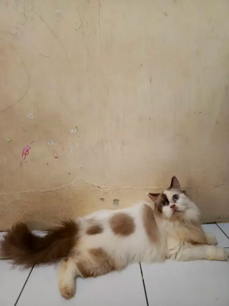 Kucing ragdoll birahi berat