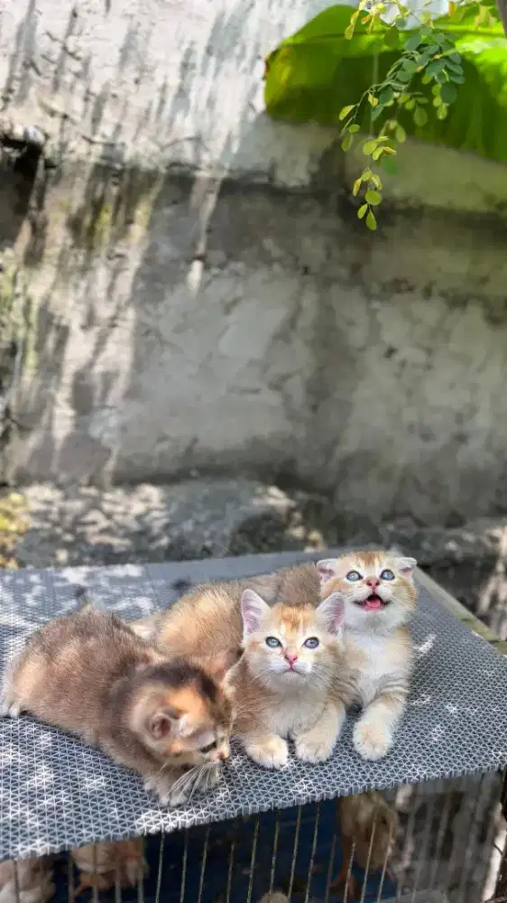 Kitten Golden BSH