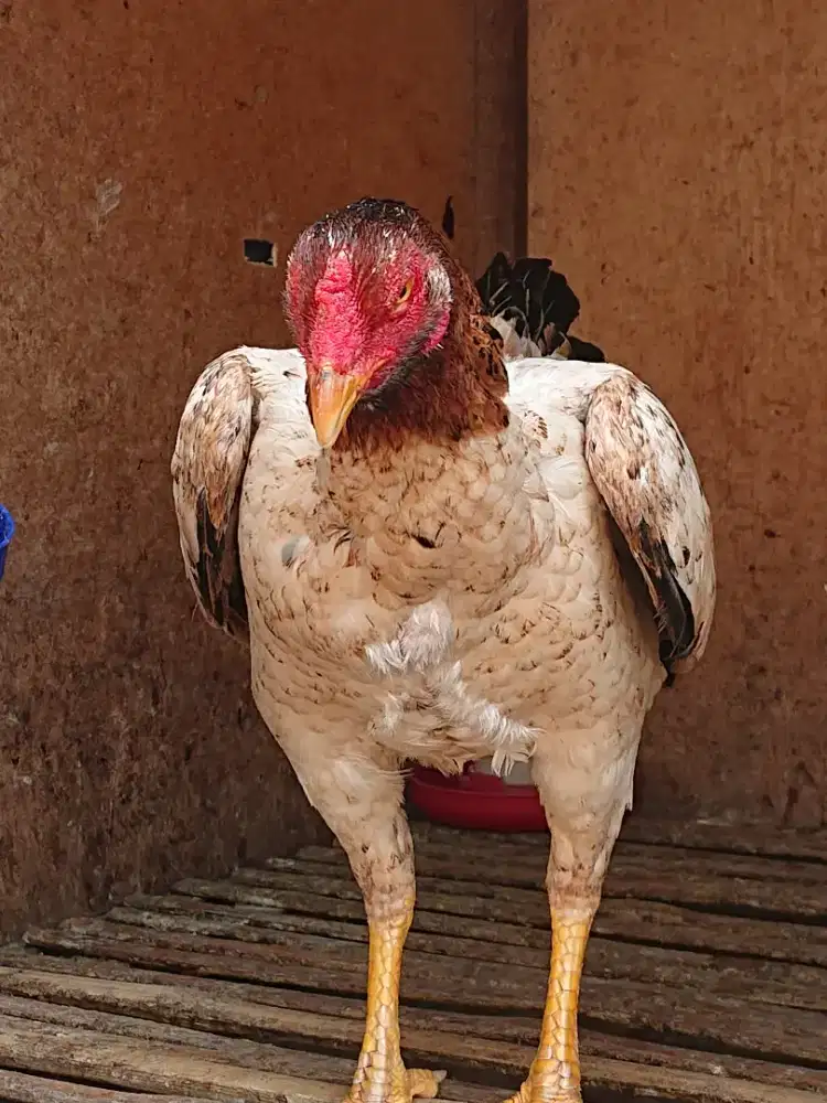 Ayam shamo jepang