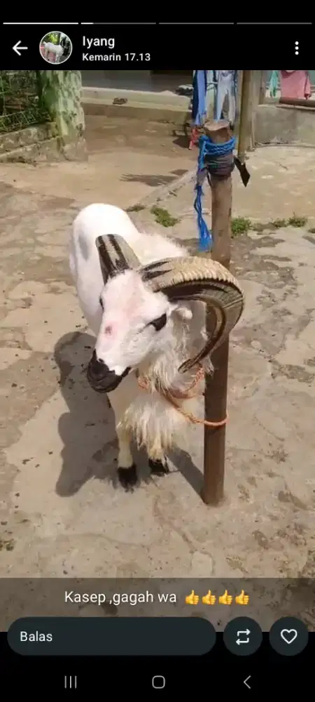 Domba qurban Padasuka atas