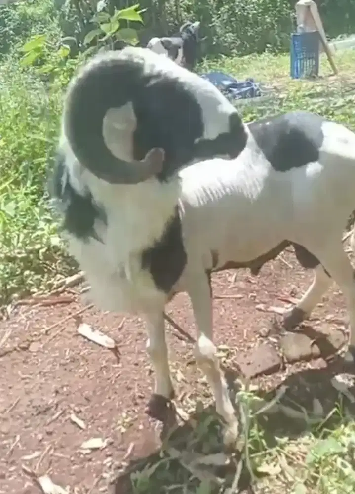 Domba qurban Padasuka atas
