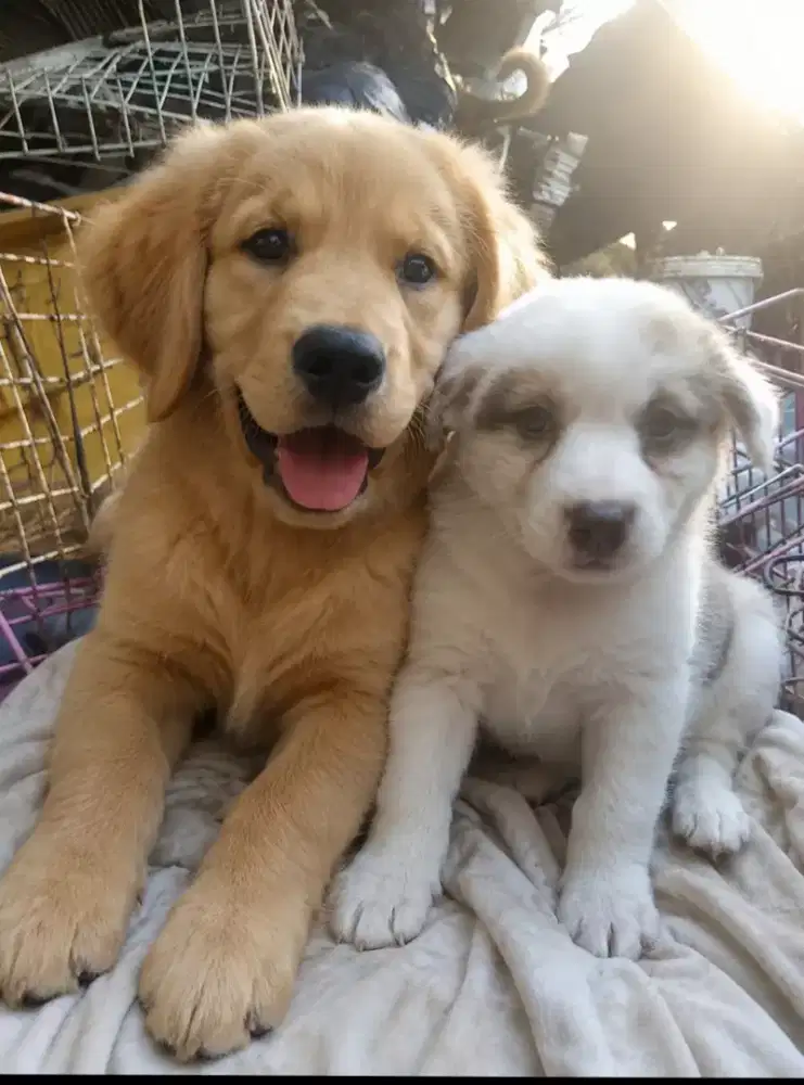 anak anjing keturunan golden
