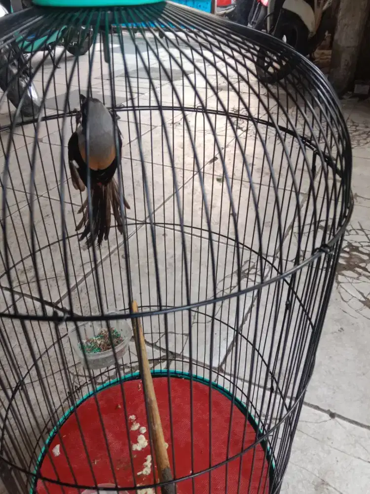 Burung pentet jatim