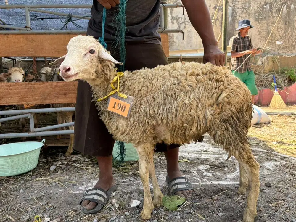 DOMBA QURBAN SURABAYA