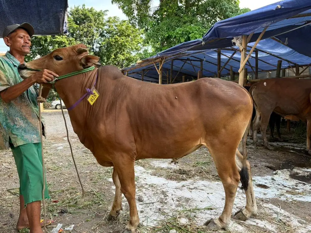 Sapi Qurban 2026 Free Ongkir Sidoarjo