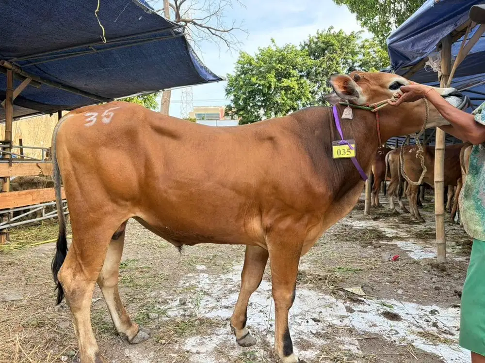 Sapi Murah Surabaya Sidoarjo