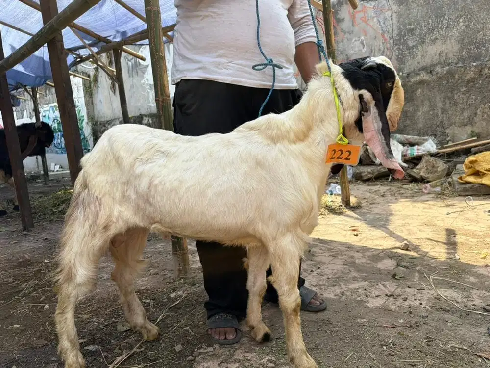 Kambing Qurban Gratis Surabaya Sidoarjo