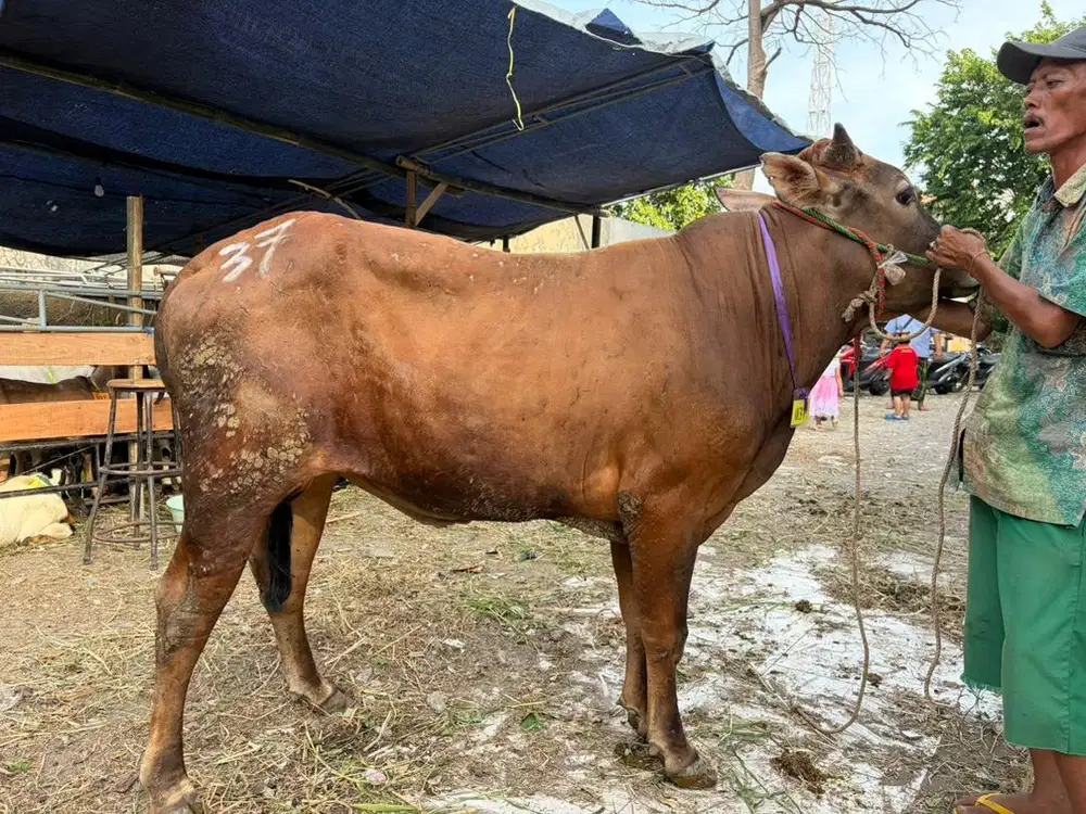 Sapi Qurban 12jt Gratis Kirim
