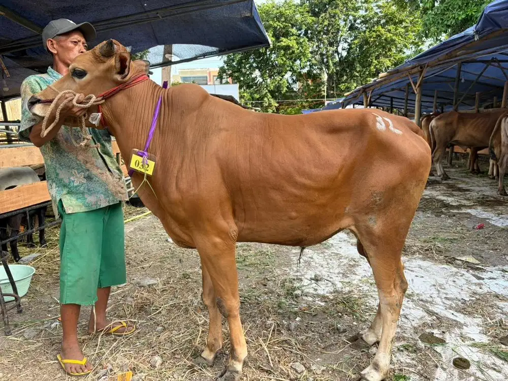 Hewan Qurban Murah 2026  Surabaya Sidoarjo
