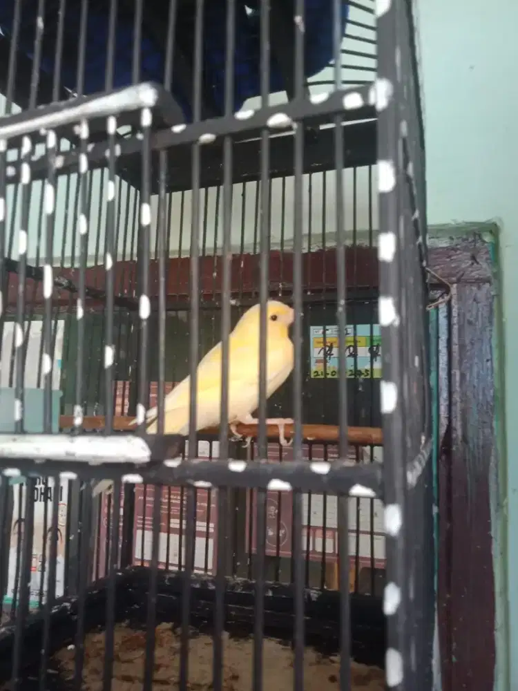 Kenari paud jantan