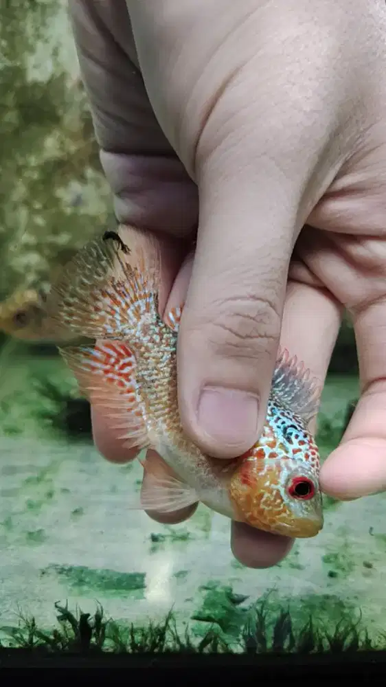 ikan lohan betina goldenbase cencu 7-8cm full mutiara indukan lohan