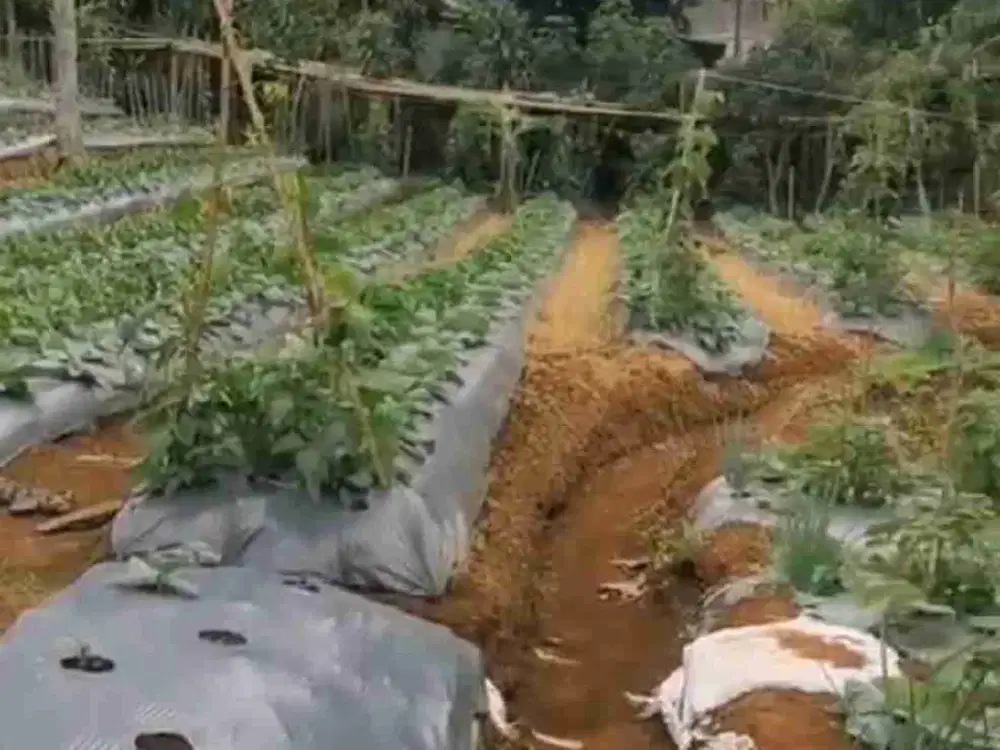 Tanah kebun pinggir jalan jual MURAH