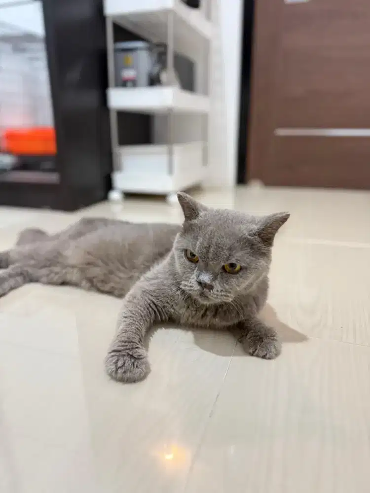 Kucing BSH British Shorthair Pedigree Bersertifikat