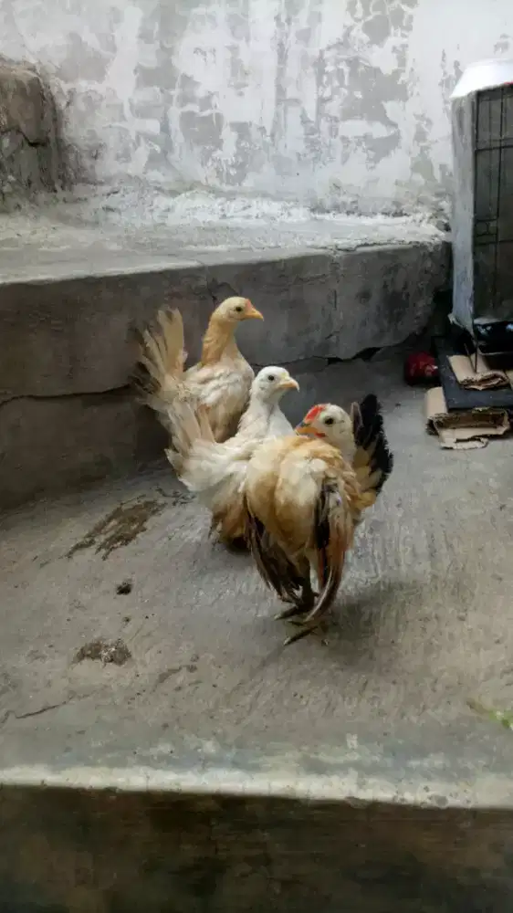 Ayam serama 1 jantan 2 betina