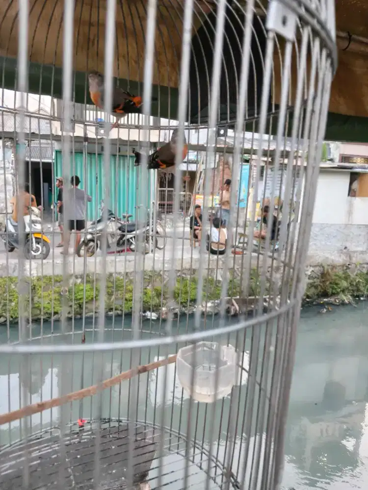 Burung redsiskin  betina 2ekor siap kawin fullset