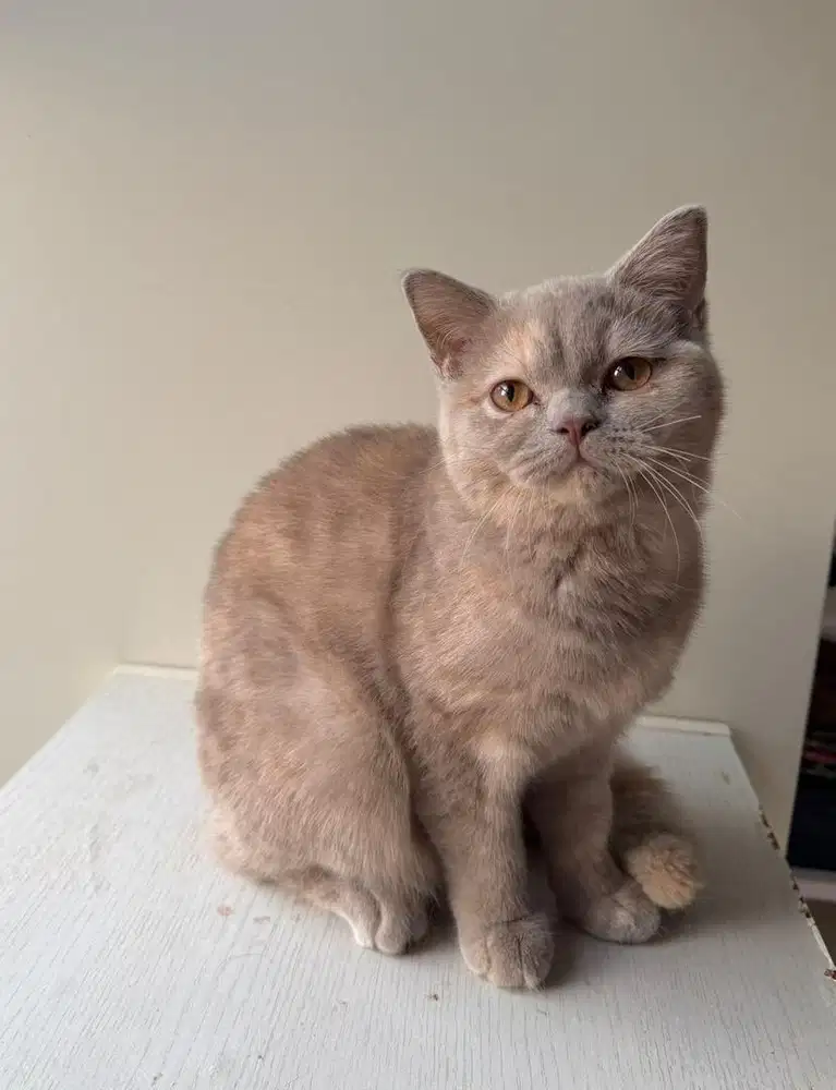 BSH lilac tortie Betina 5 bulan