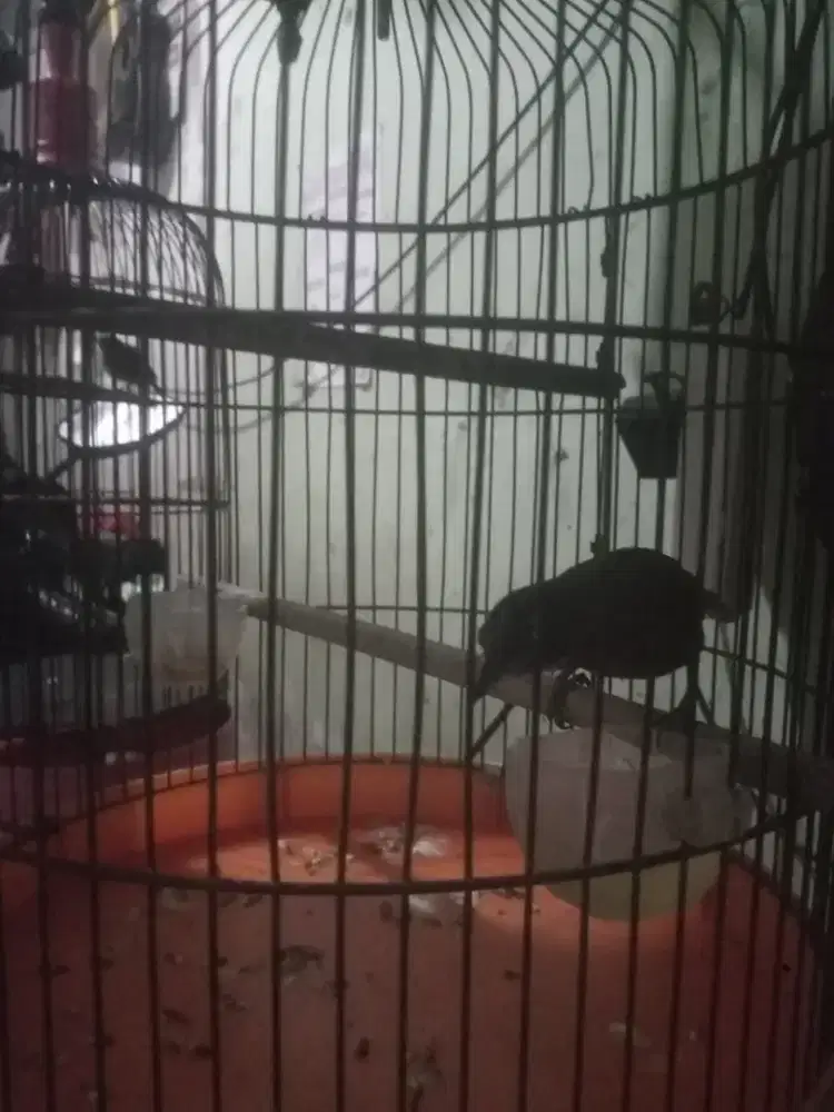 Burung Tepus kepala abu