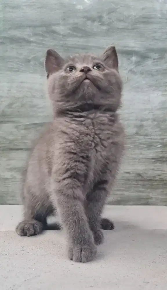 Kucing BSH x BSH SF Betina