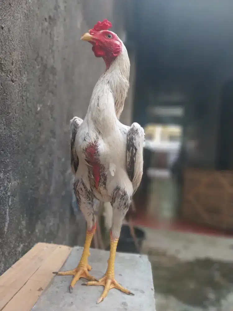 Ayam PAMA murni