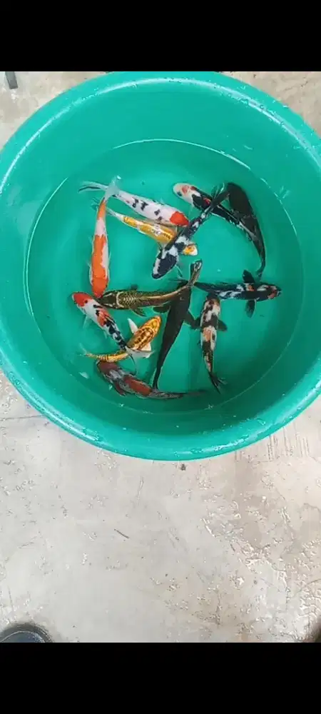 Koi mix 10 ekor