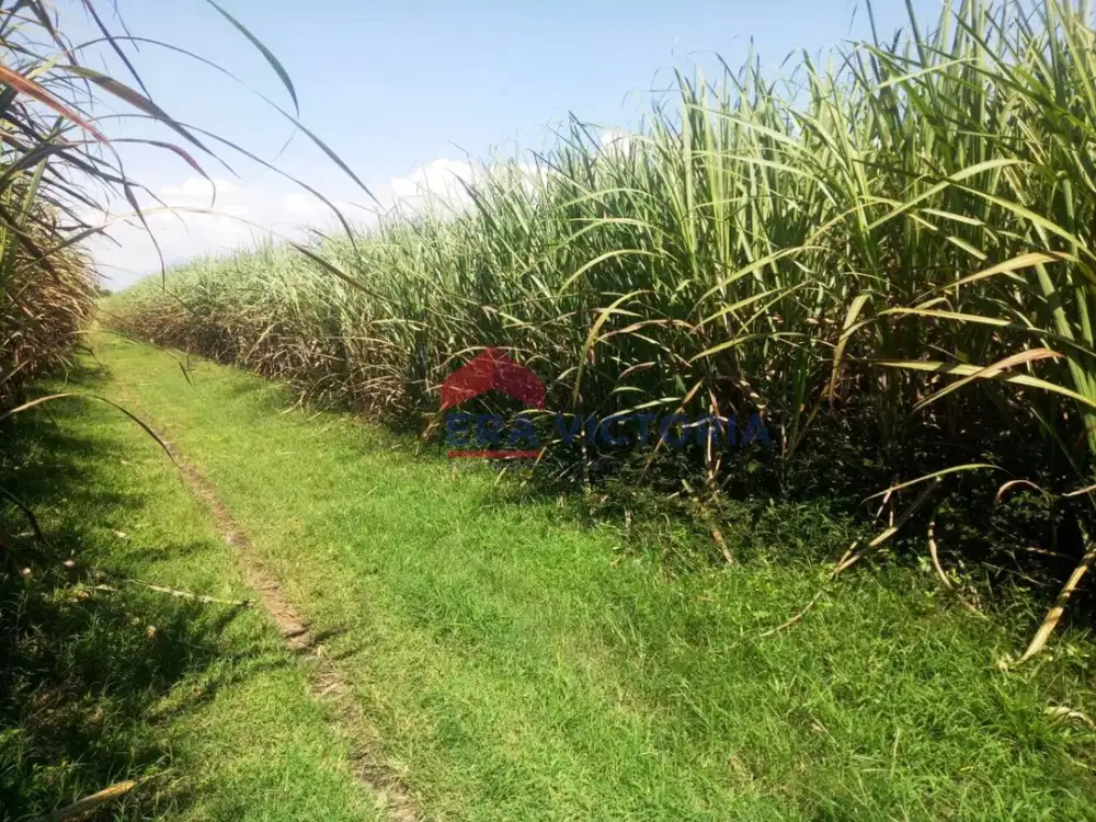 Tanah SHM di Banjarejo, Ngadiluwih Kabupaten Kediri