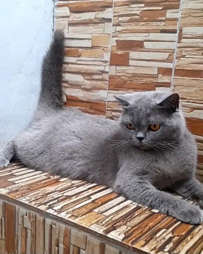 British shorthair Betina