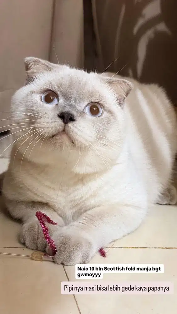 Scottish fold blue eyes color poin jdh in munchkin exo bsh fortune cat