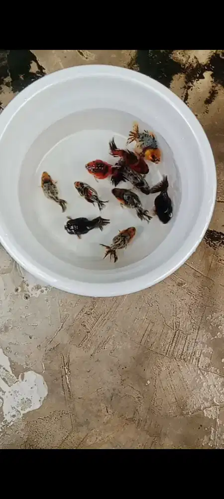 Koki ost caLico