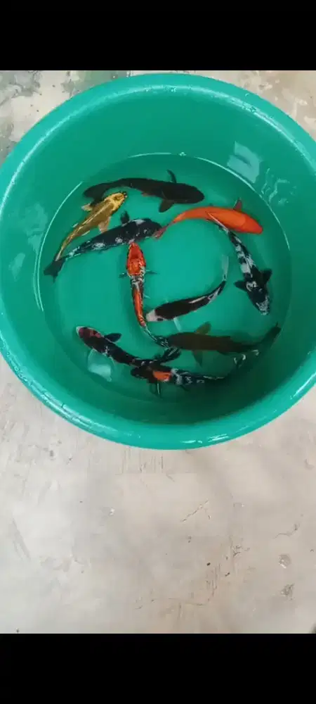 Koi mix 10 ekor