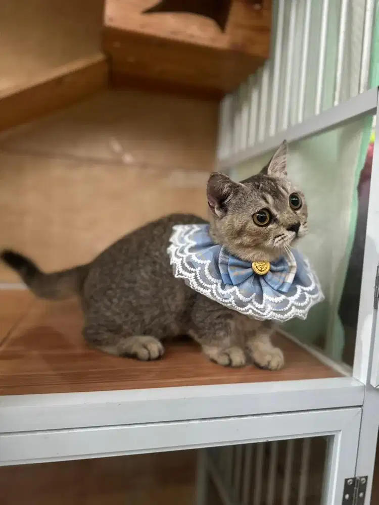 Munchkin bsh golden ny25 jantan 3 bulan