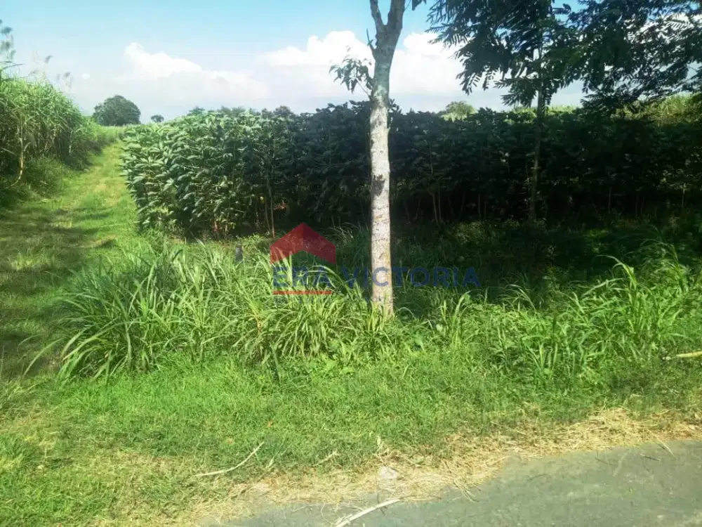 Tanah DIJUAL di Banjarejo, Ngadiluwih Kabupaten Kediri, Diapit 2 Akses