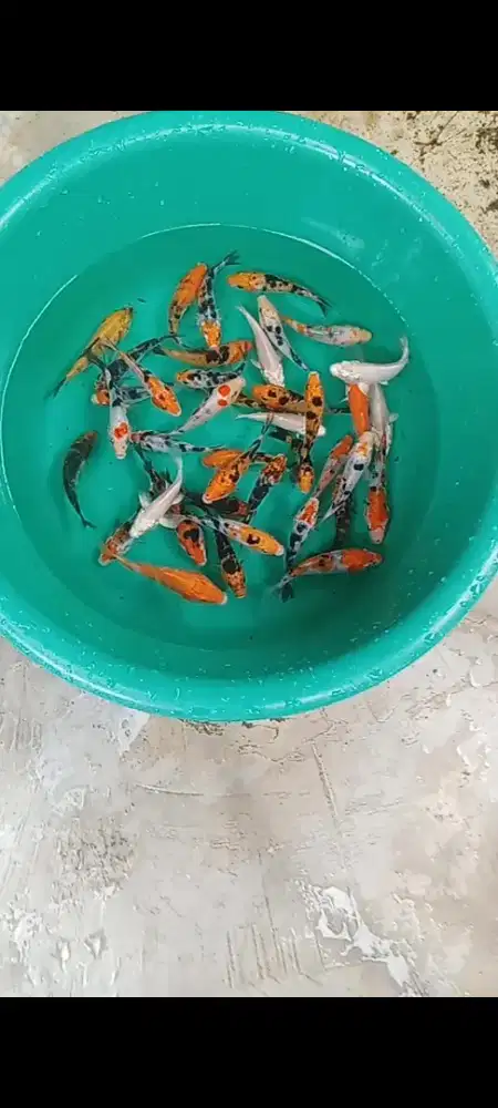 Koi mix 35 ekor
