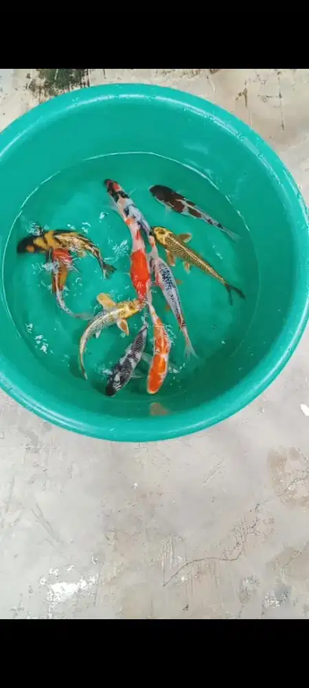 Koi mix Ori & Unik