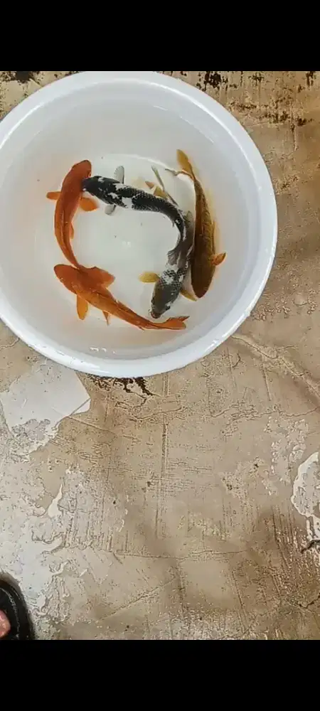 Koi chagoi & shiro